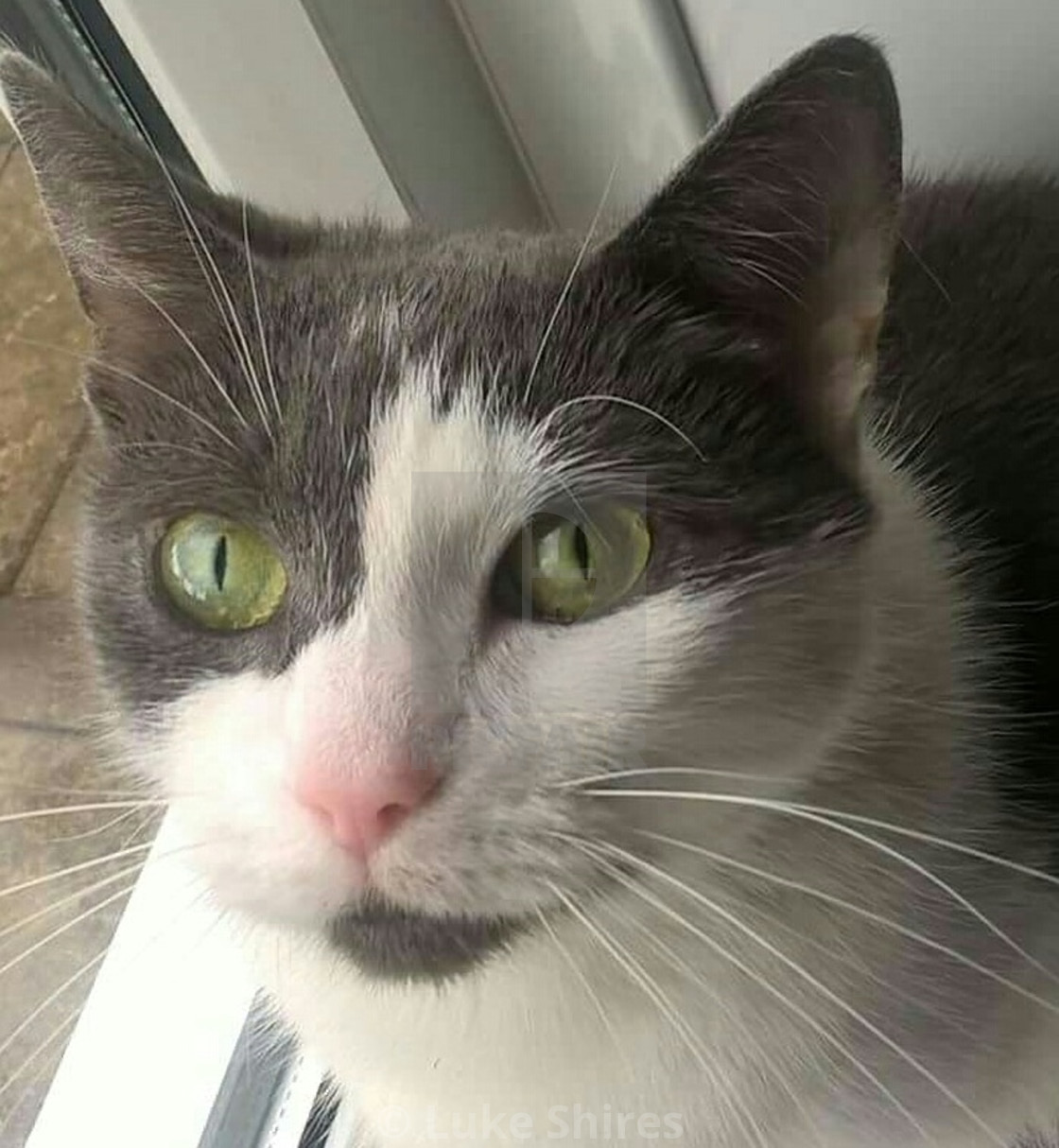 Siamese Cat With Green Eyes Best Cat Wallpaper